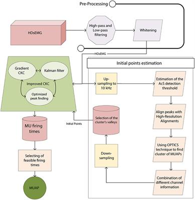 Non-invasive Decoding of the Motoneurons: A Guided Source Separation Method Based on Convolution Kernel Compensation With Clustered Initial Points